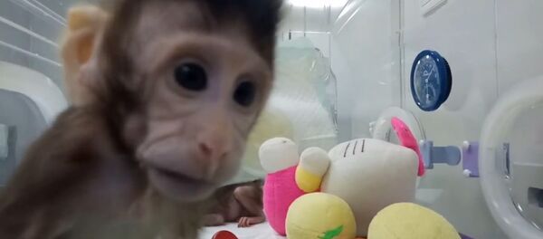 Китайские ученые показали первых в мире клонированных приматов - Sputnik Молдова