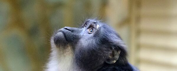 Ленинградский зоопарк - Sputnik Молдова