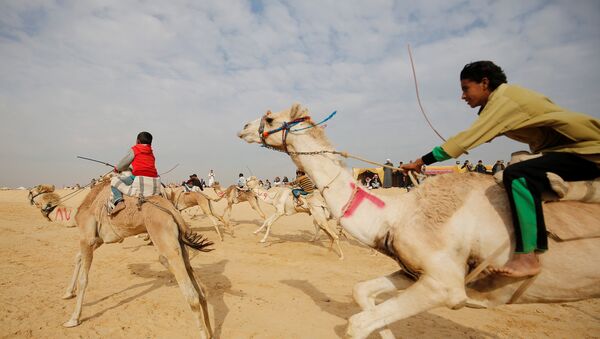 Жокеи, большинство из которых дети, соревнуются в верховой езде во время открытия Международного фестиваля верблюдов в пустыне Сарабий в Исмаилии, Египет - Sputnik Молдова