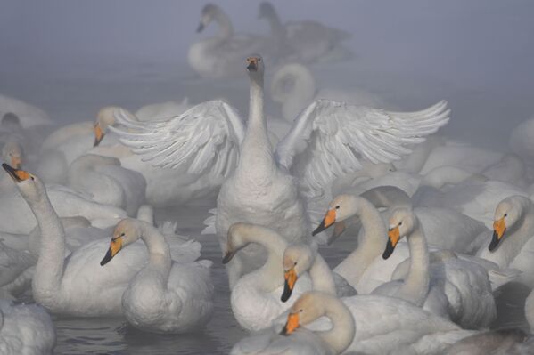 Лебеди-кликуны зимуют на Лебедином озере, расположенном на территории государственного природного комплексного заказника Лебединый в Алтайском крае - Sputnik Молдова