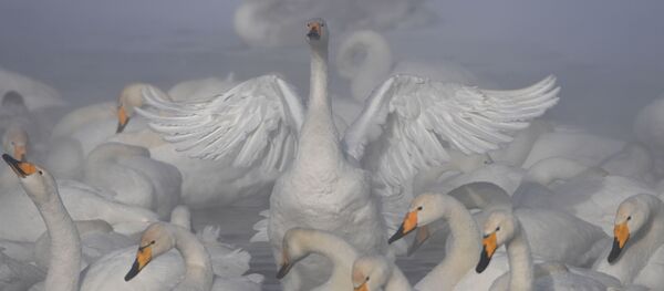 Лебеди-кликуны зимуют на Лебедином озере, расположенном на территории государственного природного комплексного заказника Лебединый в Алтайском крае - Sputnik Молдова