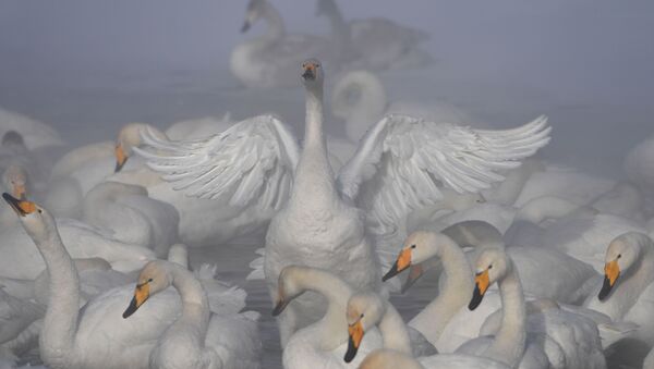 Лебеди-кликуны зимуют на Лебедином озере, расположенном на территории государственного природного комплексного заказника Лебединый в Алтайском крае - Sputnik Молдова