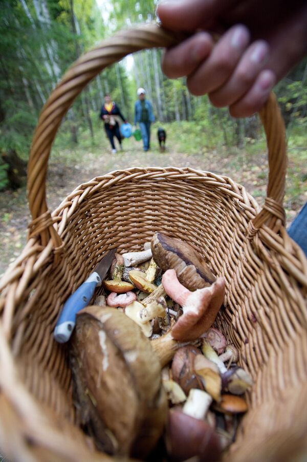 Сбор грибов в лесу - Sputnik Молдова