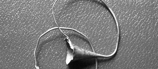 Золотые серьги, найденные при раскопках - Sputnik Moldova