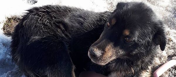 Собака - Sputnik Молдова