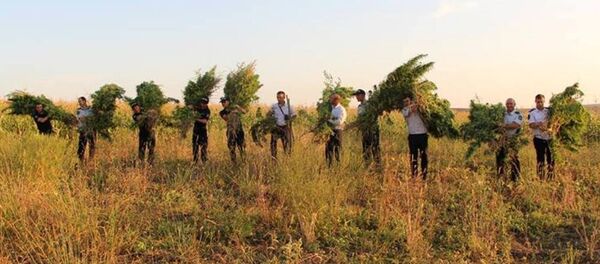 Молдавские полицейские и конопля - Sputnik Молдова