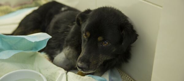 Собака - Sputnik Молдова