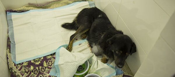 Собака Собака - Sputnik Молдова