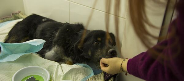 Собака лишилась передних лап, ее спасли волонтеры Собака лишилась передних лап, ее спасли волонтеры - Sputnik Молдова