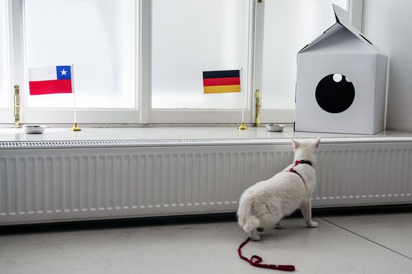 Кот-оракул Ахилл Кот-оракул Ахилл - Sputnik Молдова