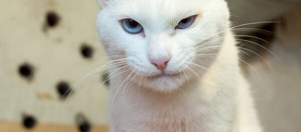 Achille le chat - Sputnik Молдова