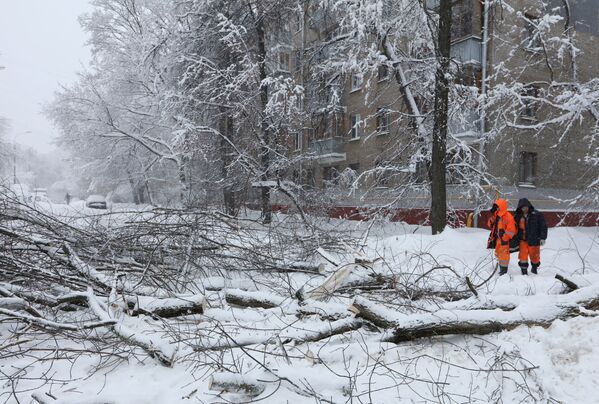 Сотрудники коммунальных служб во время уборки дерева, упавшего на автомобильную дорогу вследствие снегопада в Москве - Sputnik Молдова