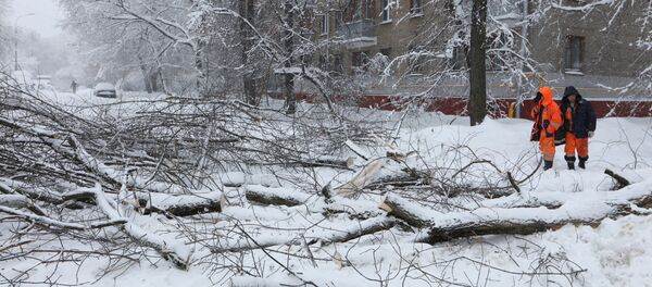 Сотрудники коммунальных служб во время уборки дерева, упавшего на автомобильную дорогу вследствие снегопада в Москве - Sputnik Moldova-România