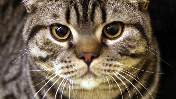 Кот породы шотландская короткошерстная на выставке-ярмарке кошек в Калининграде - Sputnik Молдова