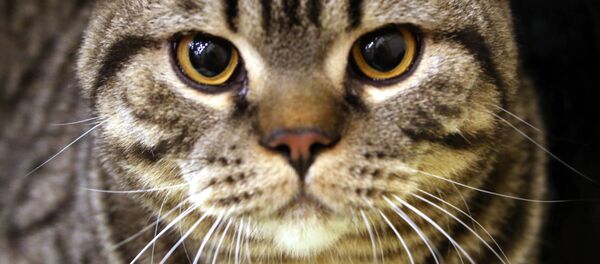 Кот породы шотландская короткошерстная на выставке-ярмарке кошек в Калининграде Кот породы шотландская короткошерстная на выставке-ярмарке кошек в Калининграде - Sputnik Молдова