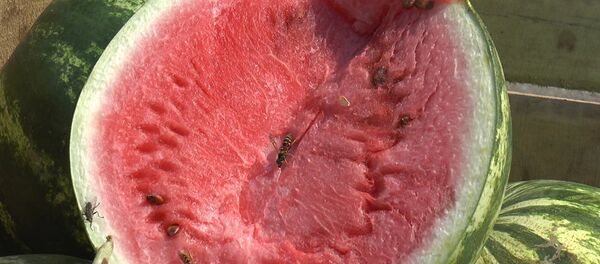 Арбуз - Sputnik Moldova