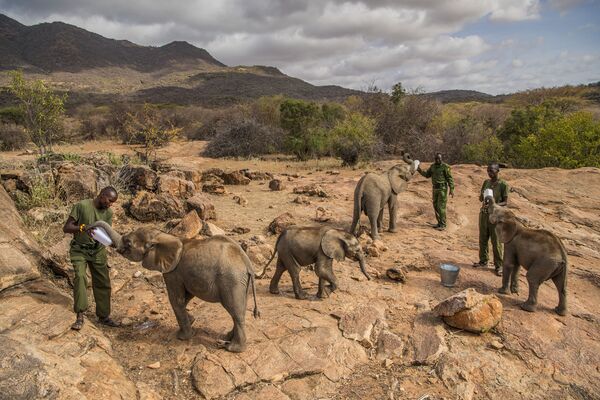 Снимок из серии Warriors Who Once Feared Elephants Now Protect Them фотографа Ami Vitale, номинант на победу в категории Nature Stories фотоконкурса World Press Photo 2018 - Sputnik Молдова