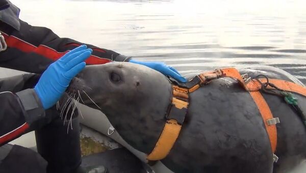 Тюленей в Мурманске тренируют для военных целей - Sputnik Moldova