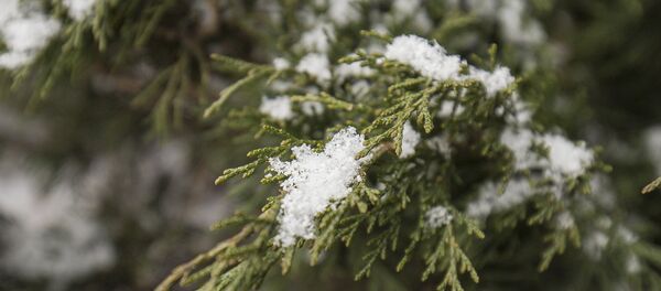Снег - Sputnik Moldova-România