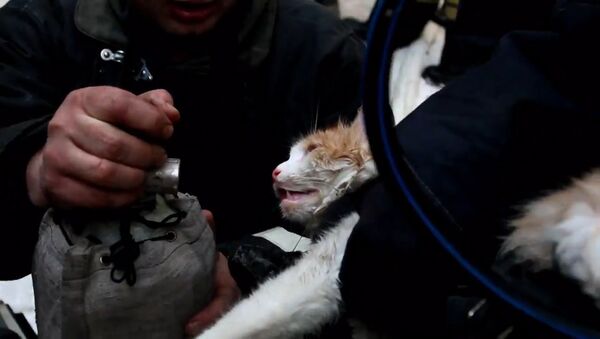 Пожарные спасли кошку из пожара в Волгограде - Sputnik Молдова
