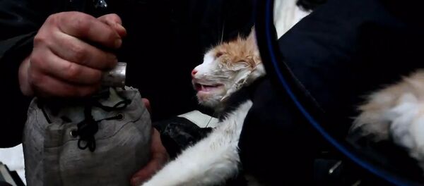 Пожарные спасли кошку из пожара в Волгограде - Sputnik Молдова