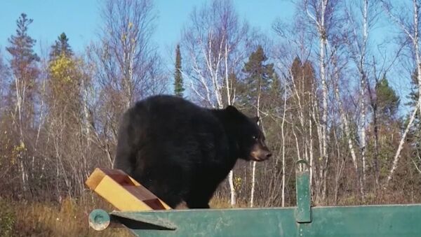 Двух медвежат уговаривали покинуть мусорный контейнер в США - Sputnik Moldova