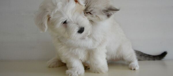 Котенок со щенком - Sputnik Молдова