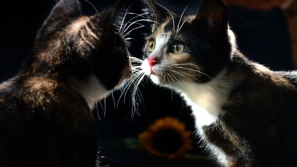 Кошка смотрит на свое отражение в зеркале - Sputnik Молдова