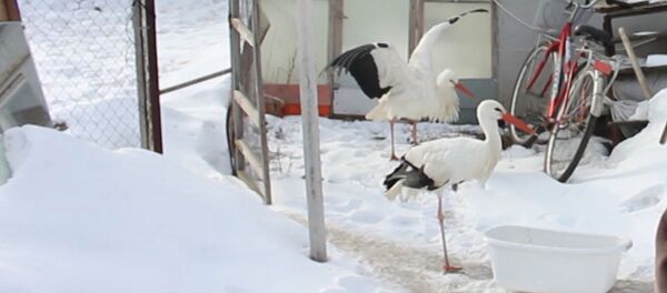 Пенсионер из Воронежской области заботится о двух спасенных аистах Пенсионер из Воронежской области заботится о двух спасенных аистах - Sputnik Молдова