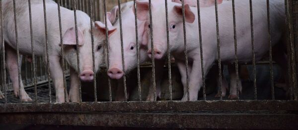 Porci - Poză Simbol - Sputnik Moldova