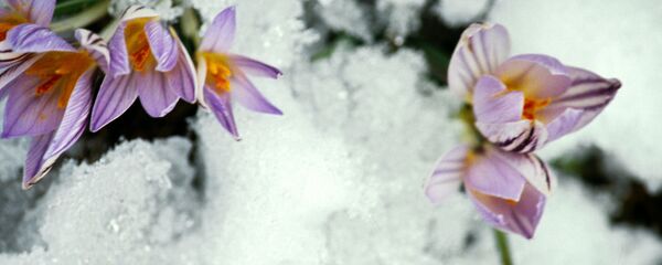 Подснежники. Ghiocei - Sputnik Moldova