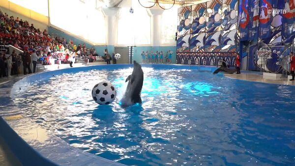 Футбольное шоу в дельфинарии - Sputnik Молдова
