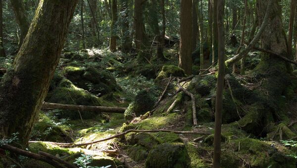 Suicide Forest or Sea of Trees, Aokigahara, Yamanashi - Sputnik Moldova