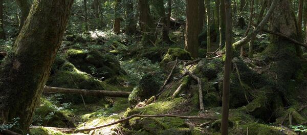 Suicide Forest or Sea of Trees, Aokigahara, Yamanashi - Sputnik Moldova