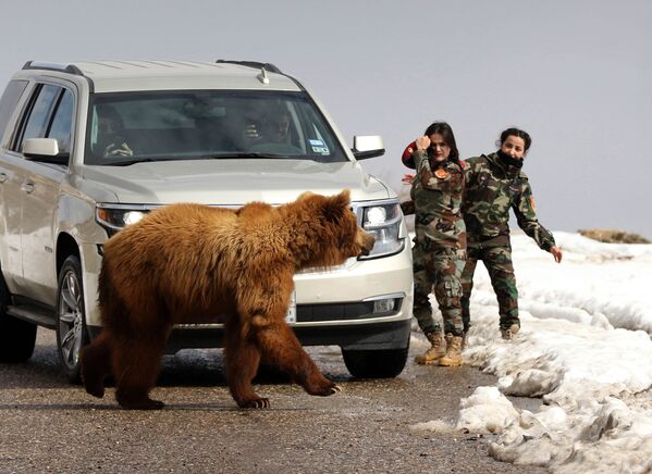 Курдские женщины-военные Пешмерга и журналисты выпускают в дикую природу медведя, спасенного активистами - Sputnik Молдова