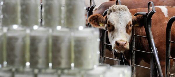 Une vache - Sputnik Moldova-România