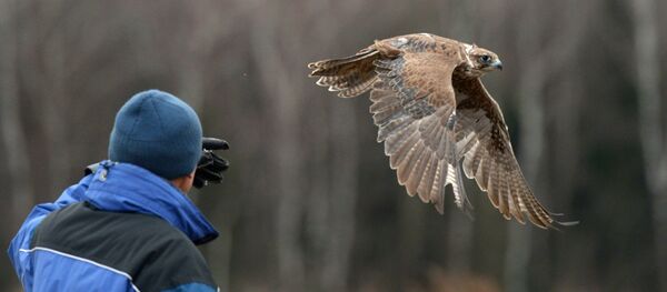 Соколиная охота в Московской области - Sputnik Moldova