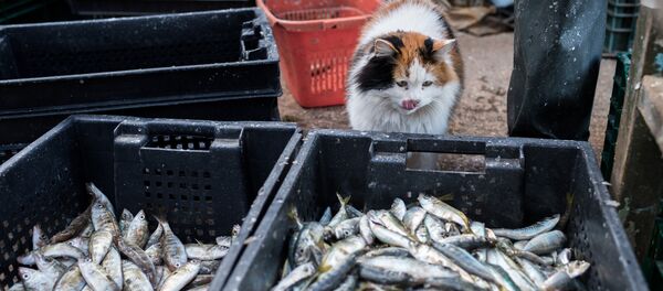 Прибрежный лов рыбы в Севастополе Прибрежный лов рыбы в Севастополе - Sputnik Moldova-România