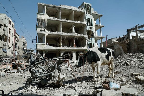Корова на фоне разрушенных зданий в Думе, Восточная Гута, Сирия - Sputnik Молдова
