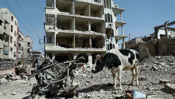 Корова на фоне разрушенных зданий в Думе, Восточная Гута, Сирия - Sputnik Moldova-România