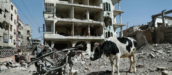 Корова на фоне разрушенных зданий в Думе, Восточная Гута, Сирия - Sputnik Moldova-România