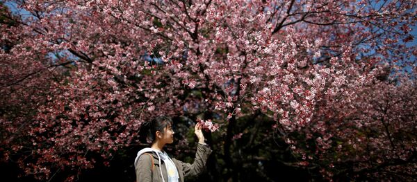 Цветущая сакура в Токио, Япония - Sputnik Moldova