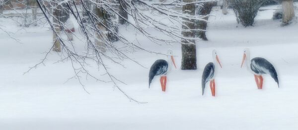 Зима в Белоруссии Зима в Белоруссии - Sputnik Молдова