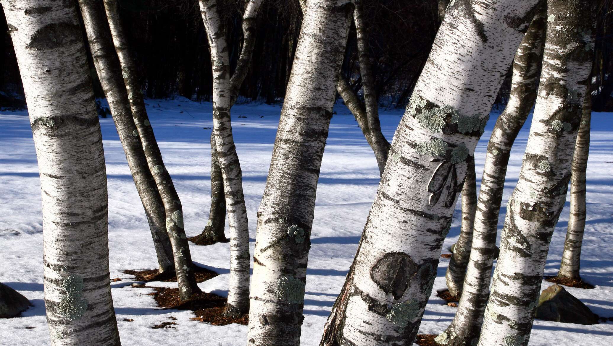 Birch видео. Береза хлысты. Берёза упала.