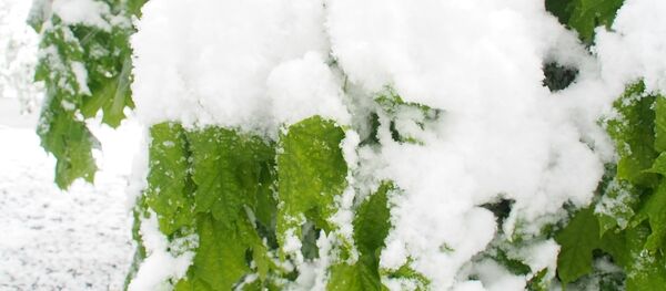 Снегопад в Кишиневе 21.04.2017 - Sputnik Moldova