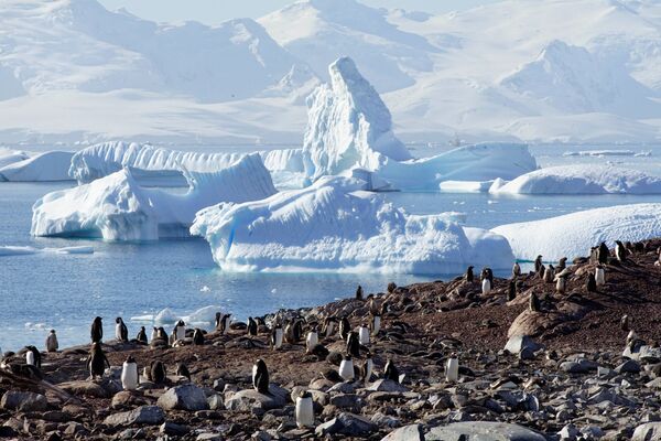 Pinguini văzuți pe Insula Curverville, Antarctica, 15 februarie 2018. - Sputnik Moldova-România