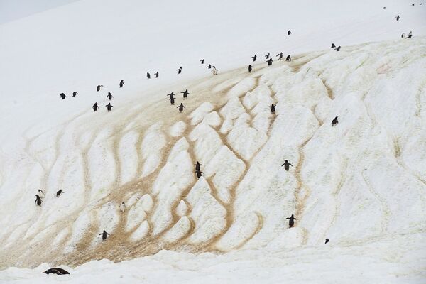 Pinguini care urcă pe un munte pe Insula Danco, Antarctica, 14 februarie 2018. - Sputnik Moldova-România
