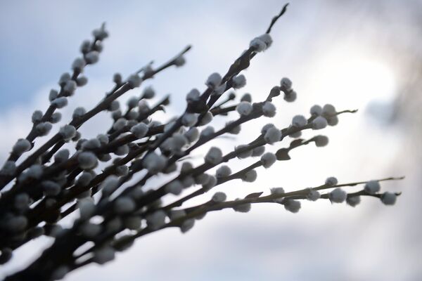 Вербное воскресенье 2020: что нельзя делать в праздник Вербное воскресенье 2020: что нельзя делать в праздник - Sputnik Молдова