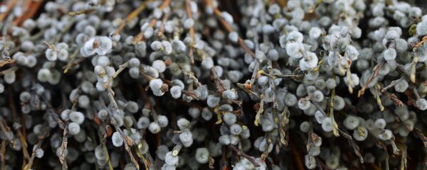 Продажа вербы - Sputnik Moldova