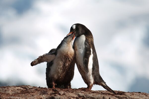 Un pinguin hrănește un pui pe Insula Curverville, Antarctica, 15 februarie 2018. - Sputnik Moldova